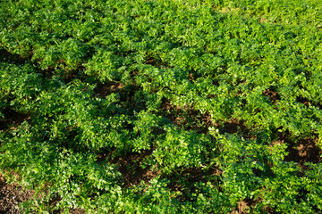 Obraz premium Closeup of fresh young parsley growing on farm field on sunny summer day
