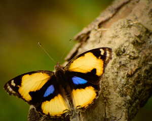 butterfly on a tree