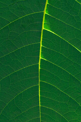 Big green leaf with light and shades texture.