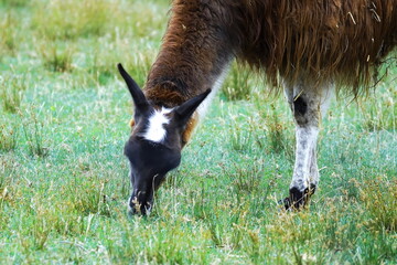 えこりん村のリャマ(ラマ)牧場