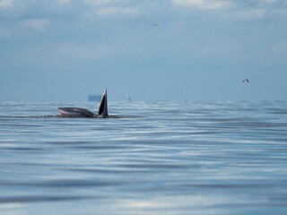 Naklejka premium Bryde's whale in the Gulf of Thailand