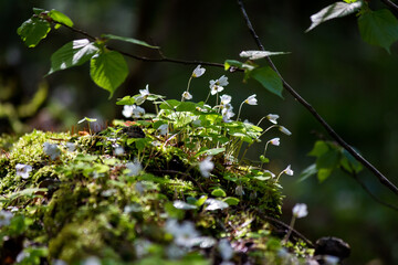 Lying in the forest trunk of an old tree overgrown with oxalis plant, forest background