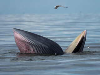 Naklejka premium Bryde's whale in the Gulf of Thailand