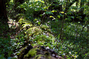 Fototapeta premium Lying in the forest trunk of an old tree overgrown with oxalis plant, forest background