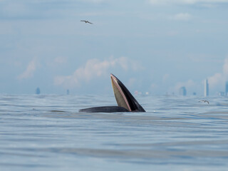 Naklejka premium Bryde's whale in the Gulf of Thailand