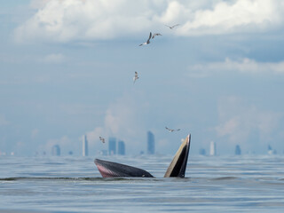 Fototapeta premium Bryde's whale in the Gulf of Thailand