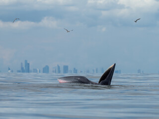 Fototapeta premium Bryde's whale in the Gulf of Thailand