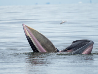 Fototapeta premium Bryde's whale in the Gulf of Thailand