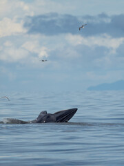 Fototapeta premium Bryde's whale in the Gulf of Thailand