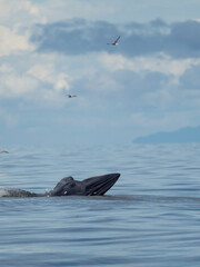 Fototapeta premium Bryde's whale in the Gulf of Thailand