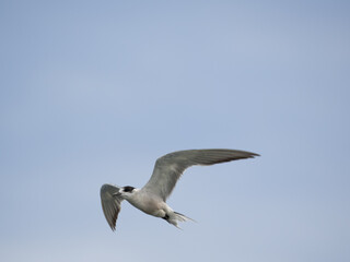 seagull flying high on the wind. flying gull. Seagull flying on beautiful blue sky and cloud.
