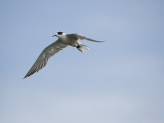 seagull flying high on the wind. flying gull. Seagull flying on beautiful blue sky and cloud.
