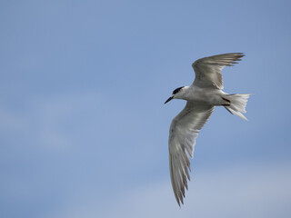 seagull flying high on the wind. flying gull. Seagull flying on beautiful blue sky and cloud.