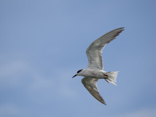 Obraz premium seagull flying high on the wind. flying gull. Seagull flying on beautiful blue sky and cloud.