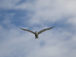 seagull flying high on the wind. flying gull. Seagull flying on beautiful blue sky and cloud.