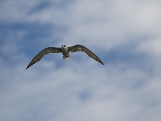 seagull flying high on the wind. flying gull. Seagull flying on beautiful blue sky and cloud.