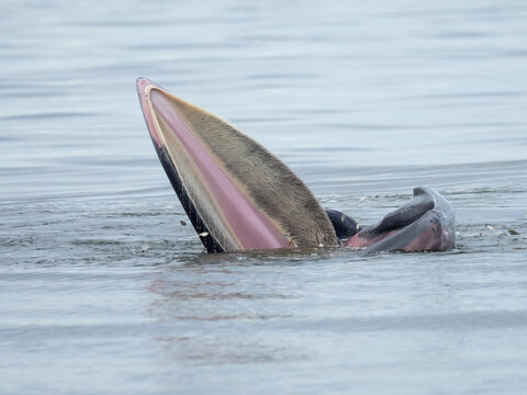 Bryde's whale in the Gulf of Thailand