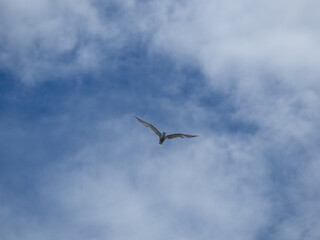 seagull flying high on the wind. flying gull. Seagull flying on beautiful blue sky and cloud.