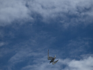Fototapeta na wymiar seagull flying high on the wind. flying gull. Seagull flying on beautiful blue sky and cloud.