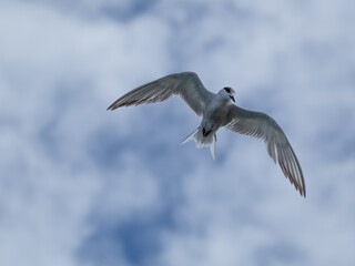 seagull flying high on the wind. flying gull. Seagull flying on beautiful blue sky and cloud.