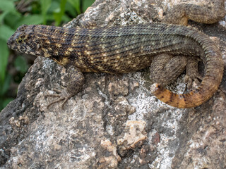 Lizzard Skin