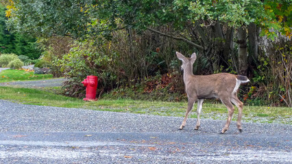 Deer walking on the street, Banff, Alberta, Canada