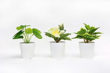 Natural green plants and flowers, Fejka, Round-leaved pellet, Thyme in white flower pots isolated on white background. High quality photo