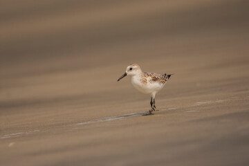 Sanderling (Calidris alba) on the beach.