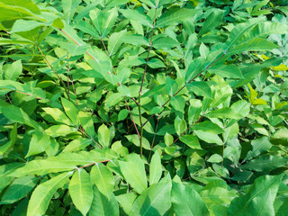 Pecan small trees display for sale in plant nursery