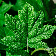 Fototapeta premium Green leaf close up