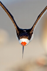 Black Skimmer In Flight Head On