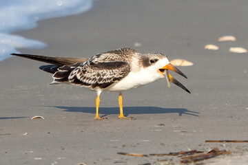 A Young Juvenile Black Skimmer with Fish in Mouth on Beach