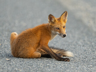 Red Fox Sitting in the Road