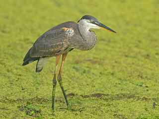 Great Blue Heron Standing in a Pond full of Duckweed 