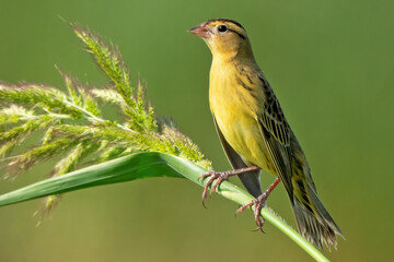 Female Bobolink Standing on a Weed 