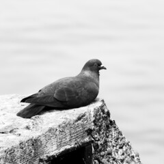 black and white pigeon, resting on stone.