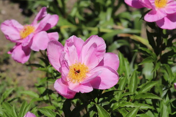 春の公園に咲く一重先のピンクのシャクヤクの花