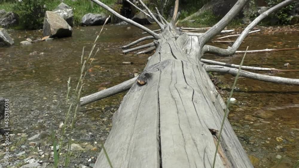 Poster old tree trunk lying down on shallow river at summer. - closeup
