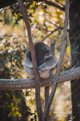 Australian native koala sitting in a tree.