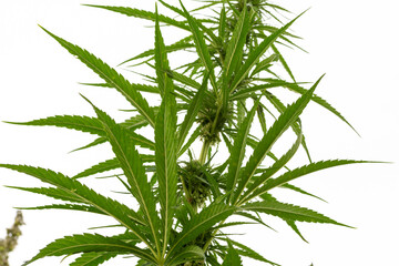 canabis on marijuana field farm sativa weed hemp hash plantation