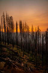Burned trees in California after devastating wildfire. 