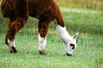 人気者のアルパカ
