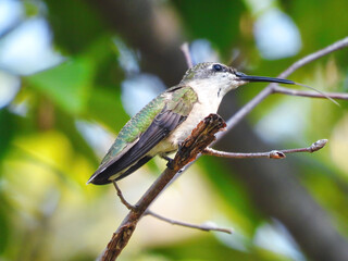 Profile of a Hummingbird: A profile. view of a ruby-throated hummingbird perched in a tree