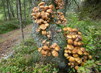 Armillaria growing on birch tree, forest road in the background