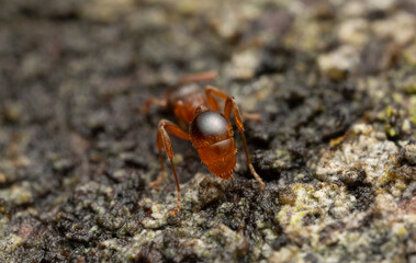 Abdomen of Myrmica ant on aspen wood, macro photo