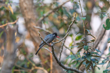 Black bulbul (Hypsipetes leucocephalus) at Sattal. Uttarakhand, India