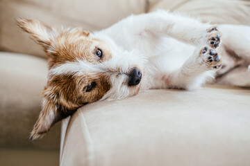 Purebred Jack Russell Terrier lying on the sofa and resting.