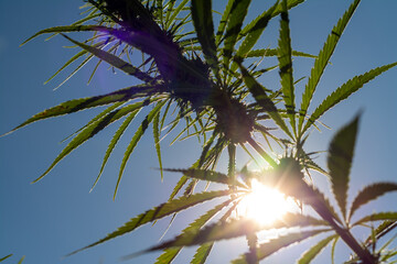 canabis on marijuana field farm sativa weed hemp hash plantation