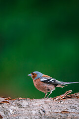 Beautiful vertical close-up detail portrait of house sparrow (Passer domesticus) with blurred green background.