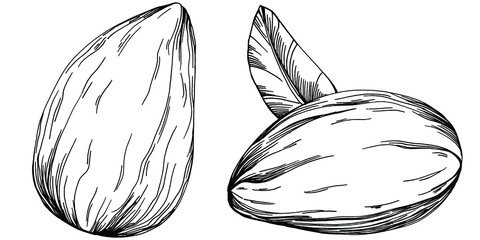 Hazelnut, filbert, cobnut hand-drawn Vector Illustration isolated on white background. Retro style farm product for restaurant menu, market label, logo, emblem and kitchen design. Decoration for food.